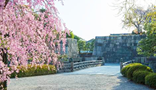 Nijo-jo Castle Sakura Festival 2019