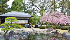 Kan-o Chakai (Tea ceremony under the cherry blossoms)