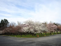 [8] 桜の園