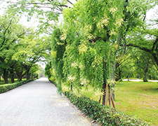 수양회화나무