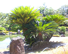 History of Nijo-jo castle's sago palms