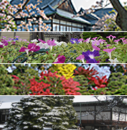 Nijo-jo Castle’s Four Seasons